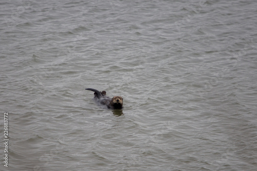 Moss Landing Otter