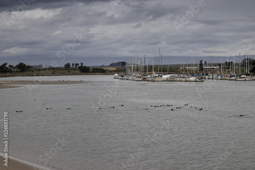 Moss Landing Otter