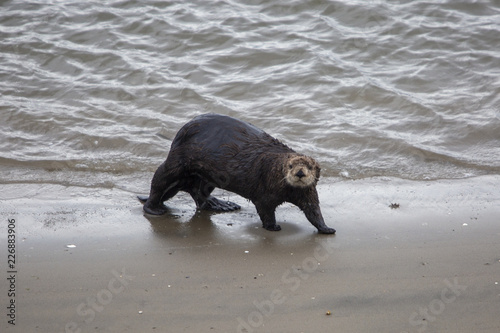 Moss Landing Otter