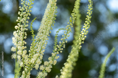 Ambrosia artemisiifolia - One of the most alergic plants. © Inolas