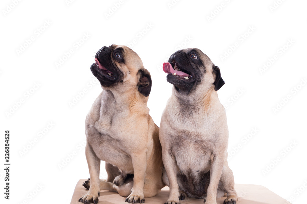 group of pugs group of pugs