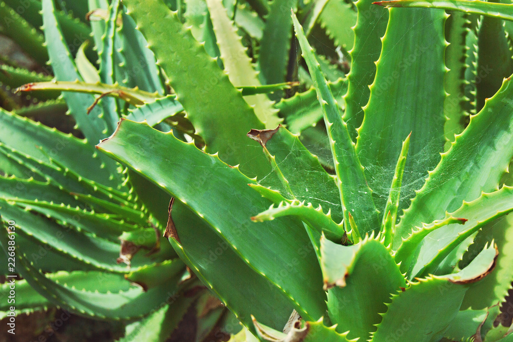 green bushes of succulent plant aloe with spiderweb green bushes of succulent plant aloe with spiderweb