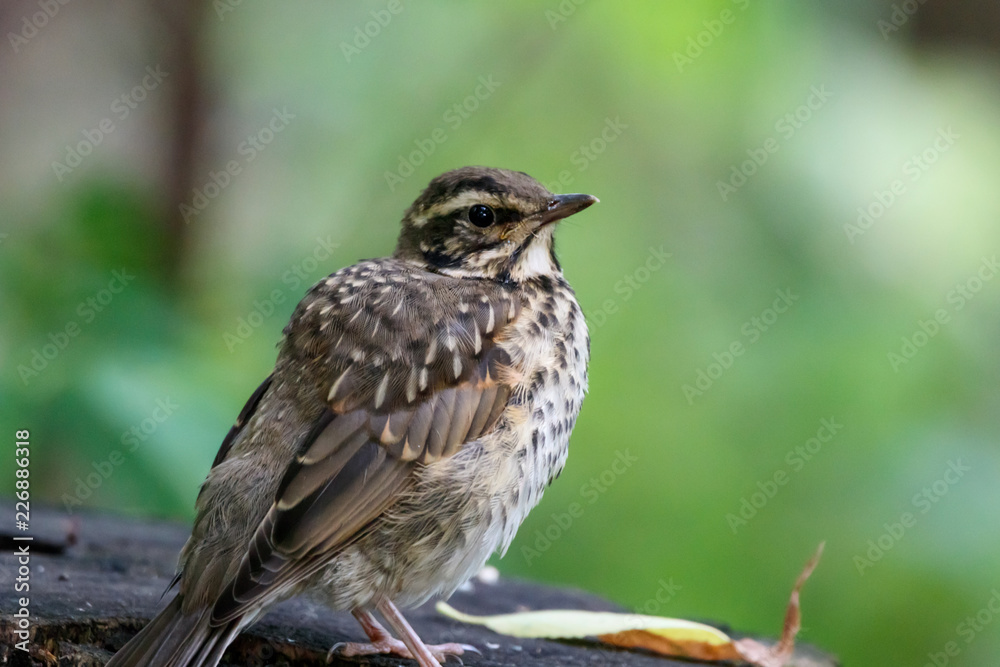 Fototapeta premium Redwing juvenile sitting on stump. Cute young thrush in forest. Bird in wildlife.