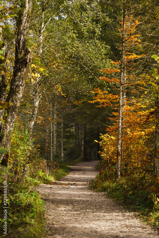 Forest Path in Autumn 