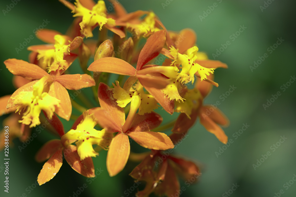 Asclepias curassavica. Close up macro shot of tropical milkweed flower. Asclepias curassavica. Close up macro shot of tropical milkweed flower.