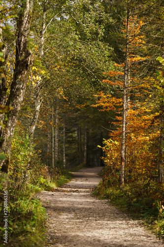 Forest Path in Autumn 