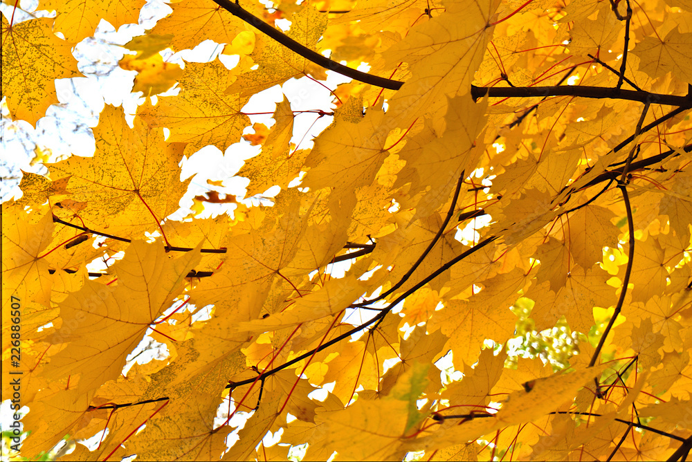 Branches of maple with yellow leaves in the fall. Branches of maple with yellow leaves in the fall.