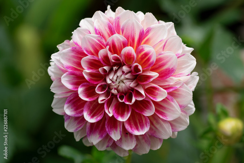 A dahlia macro shot. A macro of a dahlia plant.