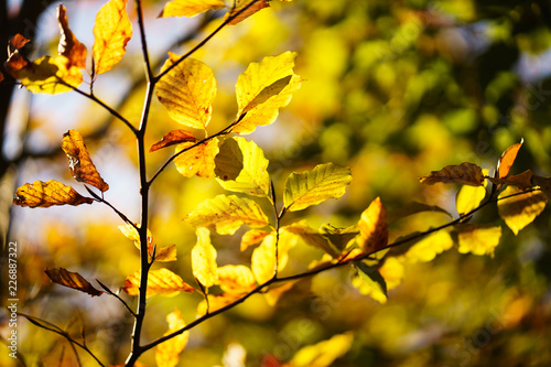 Autumn Leaves