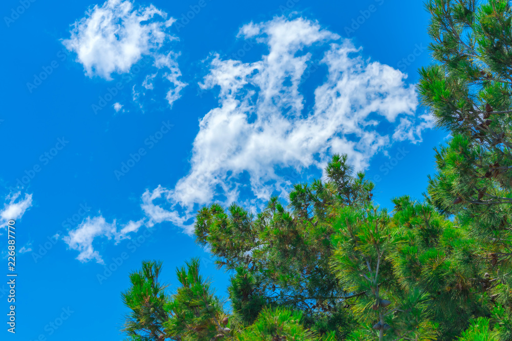 The branches of a pine against the blue sky with clouds The branches of a pine against the blue sky with clouds