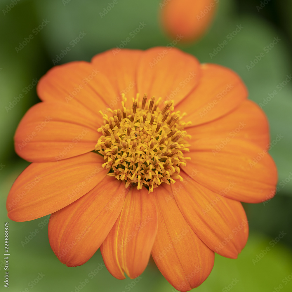 Blooms of orange Zinnia elegans Blooms of orange Zinnia elegans