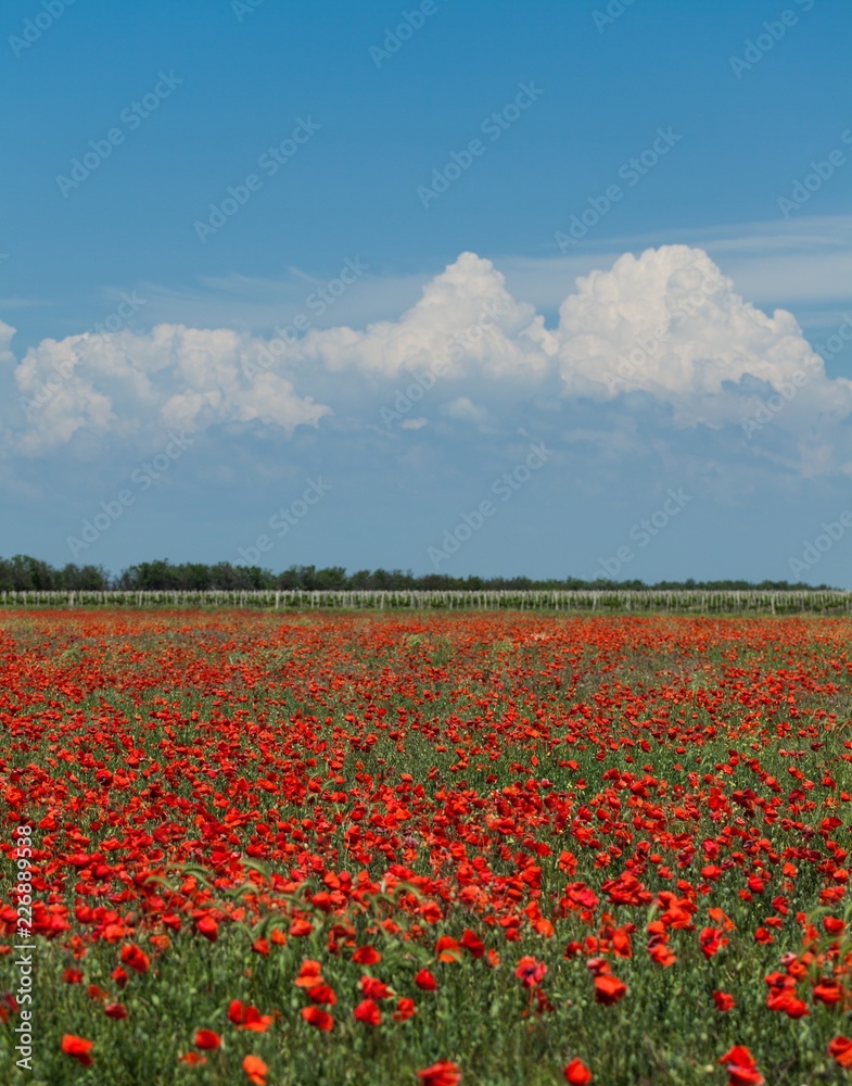 Red poppy flowers in a field Red poppy flowers in a field