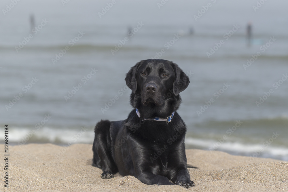 Black labrador playing on the beach Black labrador playing on the beach