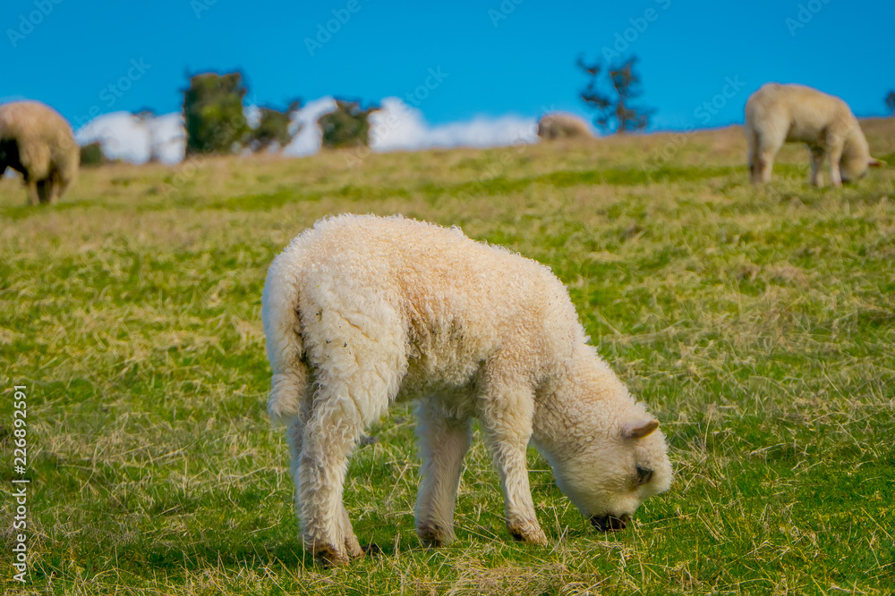 Outdoor view of sheeps grazing the land in Chiloe area, Chile Outdoor view of sheeps grazing the land in Chiloe area, Chile