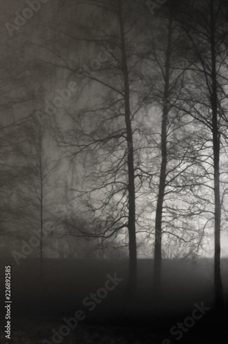 Illuminated Naked Leafless Branches Backlit Misty Trees Silhouettes Vertical Background Outdoor Night Scene Light Solitude Deserted Outdoors Foggy Rainy Autumn Midnight Darkness Sepia Mist Fog Shadows