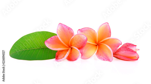 Frangipani isolated on white background