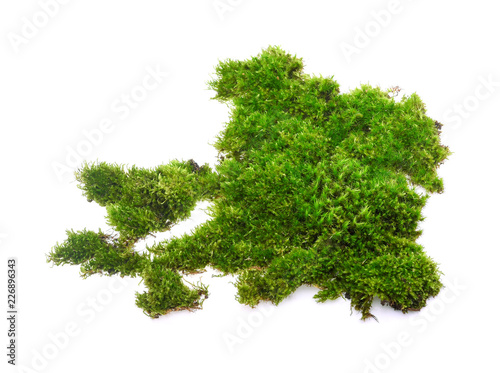 Photography Green moss isolated on white background