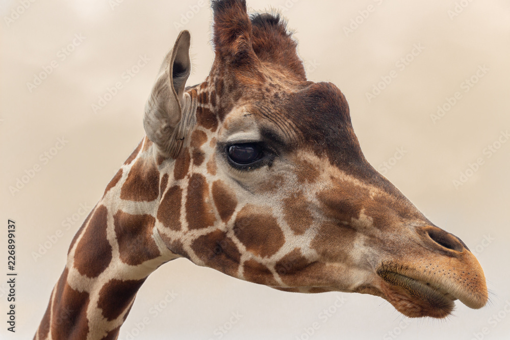 Obraz premium Giraffe