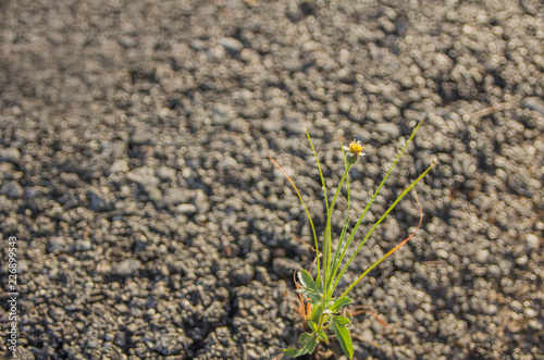 Yellow flowers with a grass that was born in the middle of the asphalt road in thailand