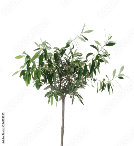 Olive tree with leaves isolated on white
