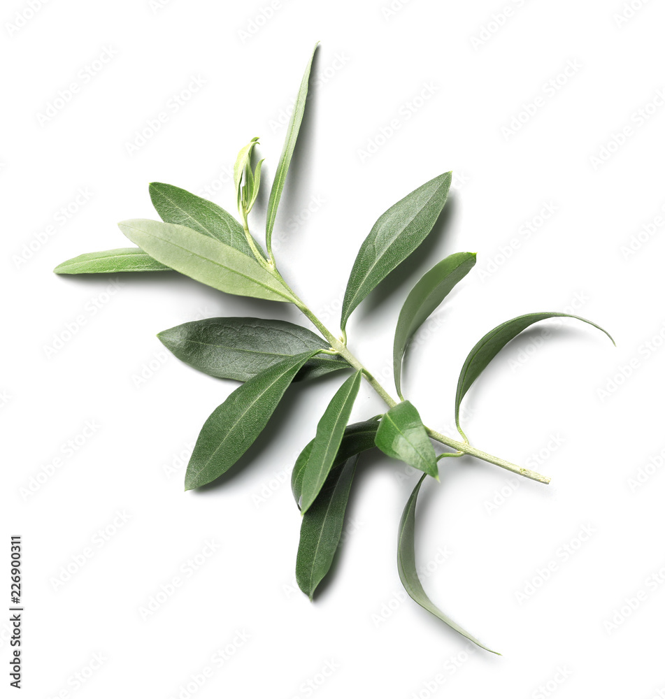 Twig with fresh green olive leaves on white background, top view