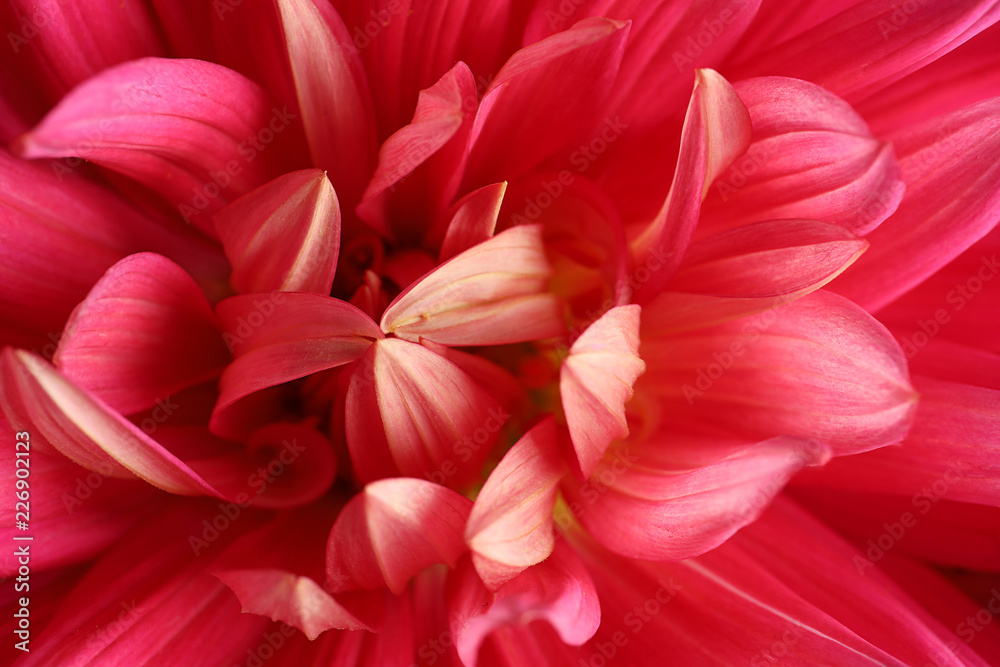 Beautiful pink dahlia flower as background, closeup