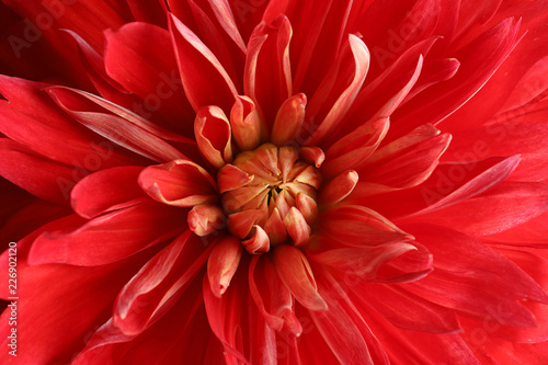 Fototapeta Naklejka Na Ścianę i Meble -  Beautiful red dahlia flower as background, closeup