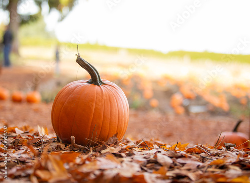 Single pumpkin in front of pumpkin patch