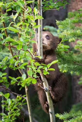 Black bear cub in a tree © Jillian