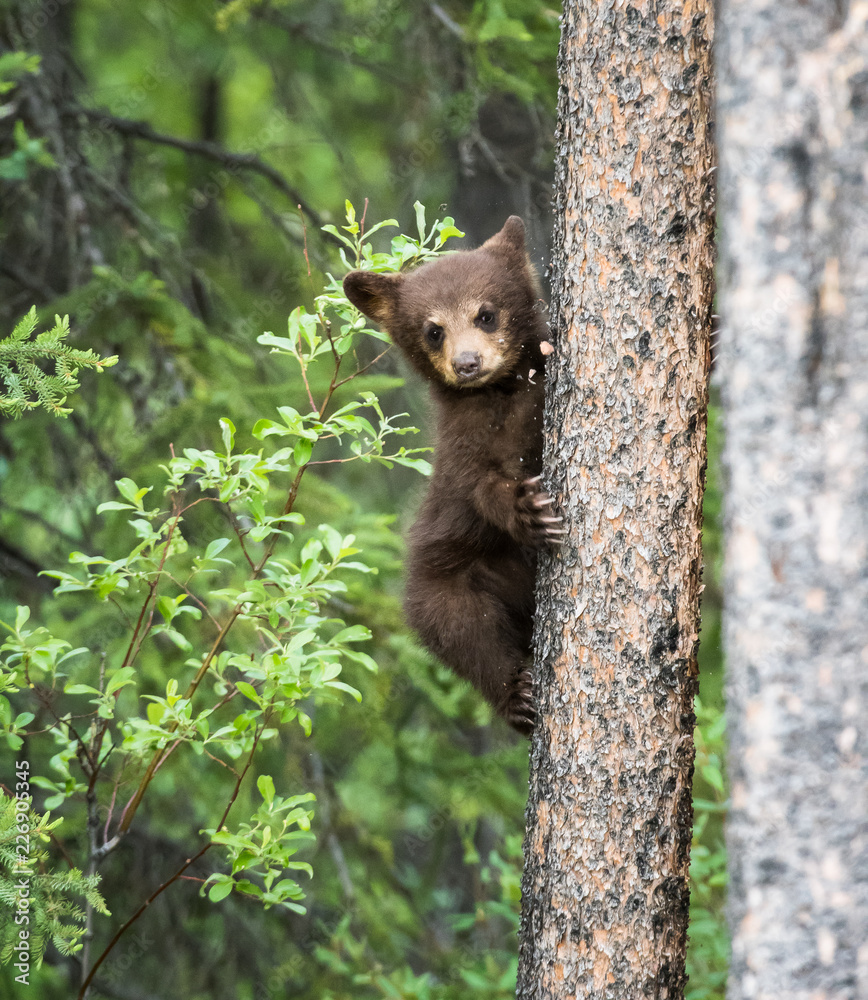 Obraz premium Black bear cub in a tree