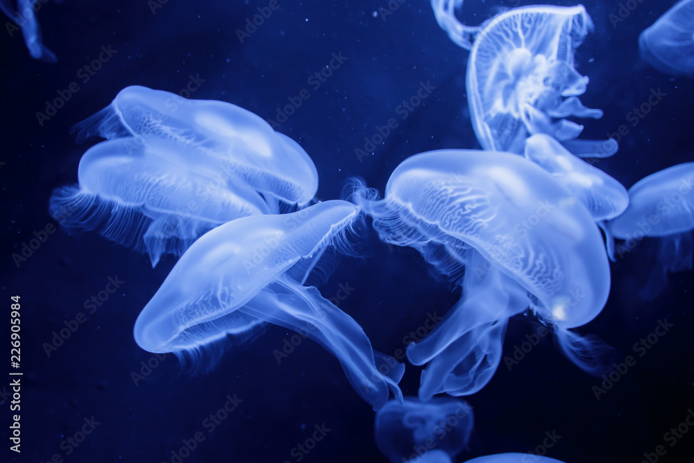 Jellyfishes with illuminated light swimming in aquarium Jellyfishes with illuminated light swimming in aquarium