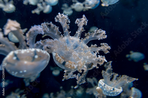 Jellyfishes with illuminated light swimming in aquarium © alenthien