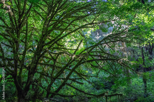 Light in the Redwood Forest