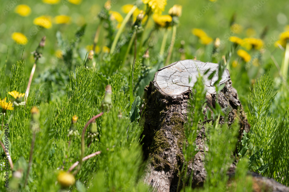 Tree stump in park
