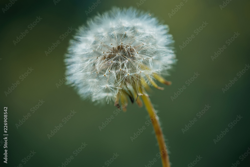 dandelion flower in garden