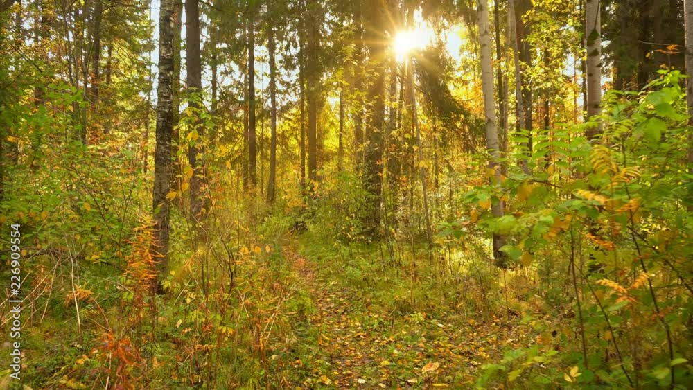 Walking in the autumn forest, in warm sunny weather, 4k