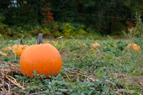 Orange pumpkins in the field for hallowen and fall background