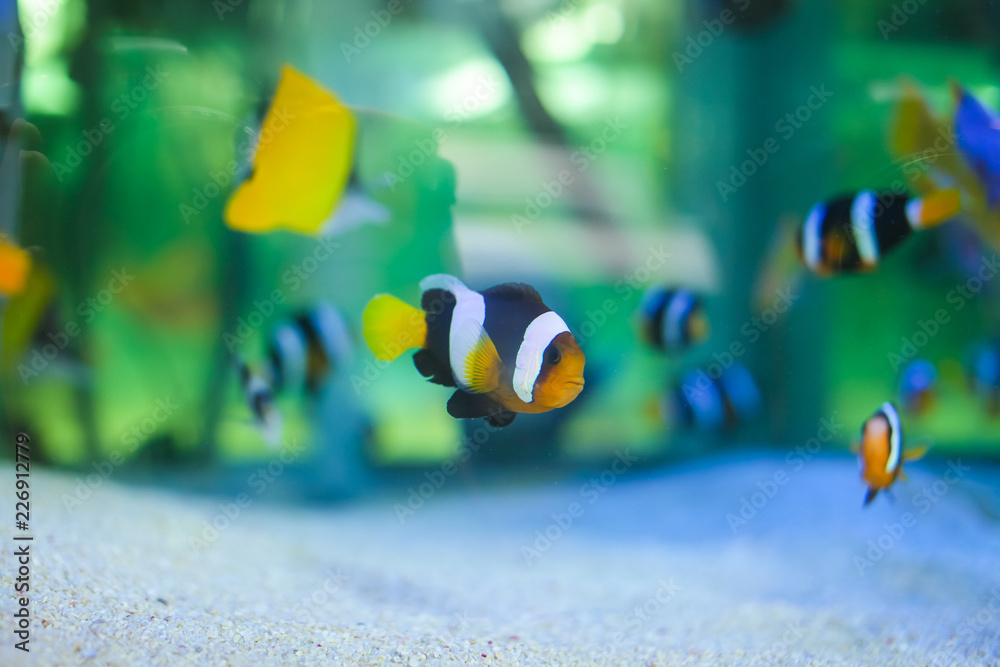beautiful bright tropical fishes in aquarium for sale on fish market beautiful bright tropical fishes in aquarium for sale on fish market