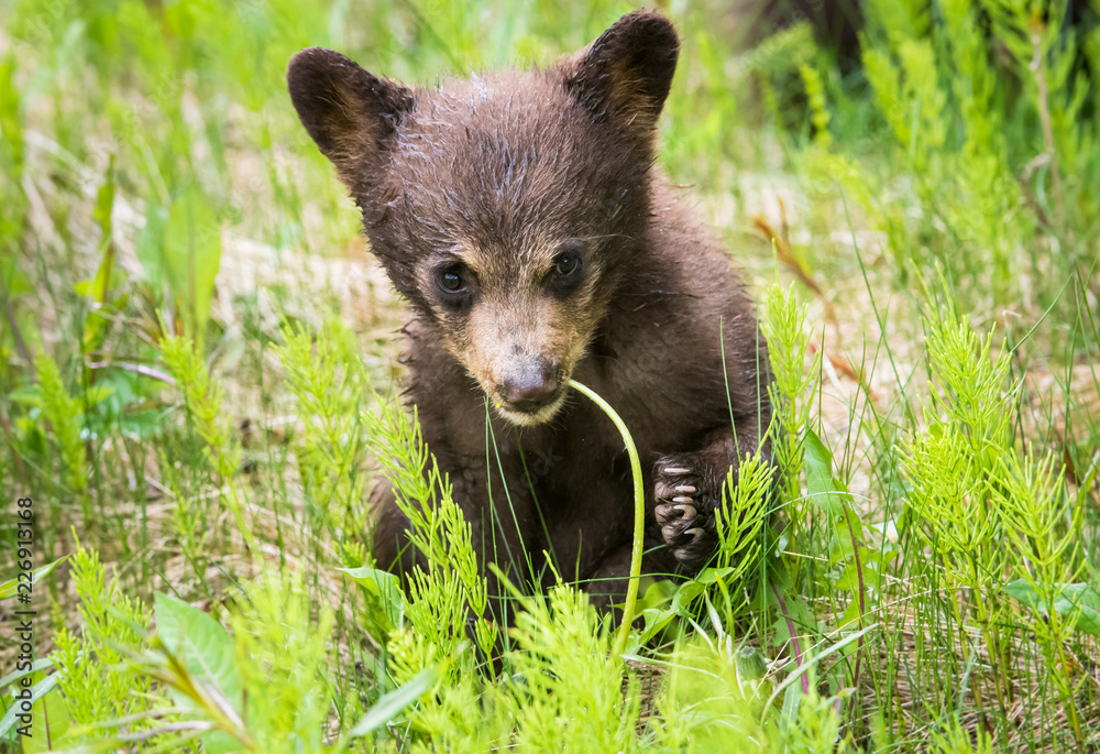 Fototapeta premium Black bear cub