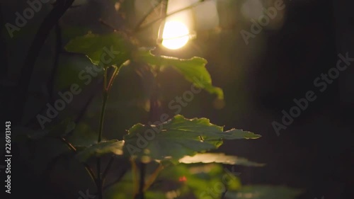 Sun Shines Light on Leaf Litter in Alaskan Forest photo