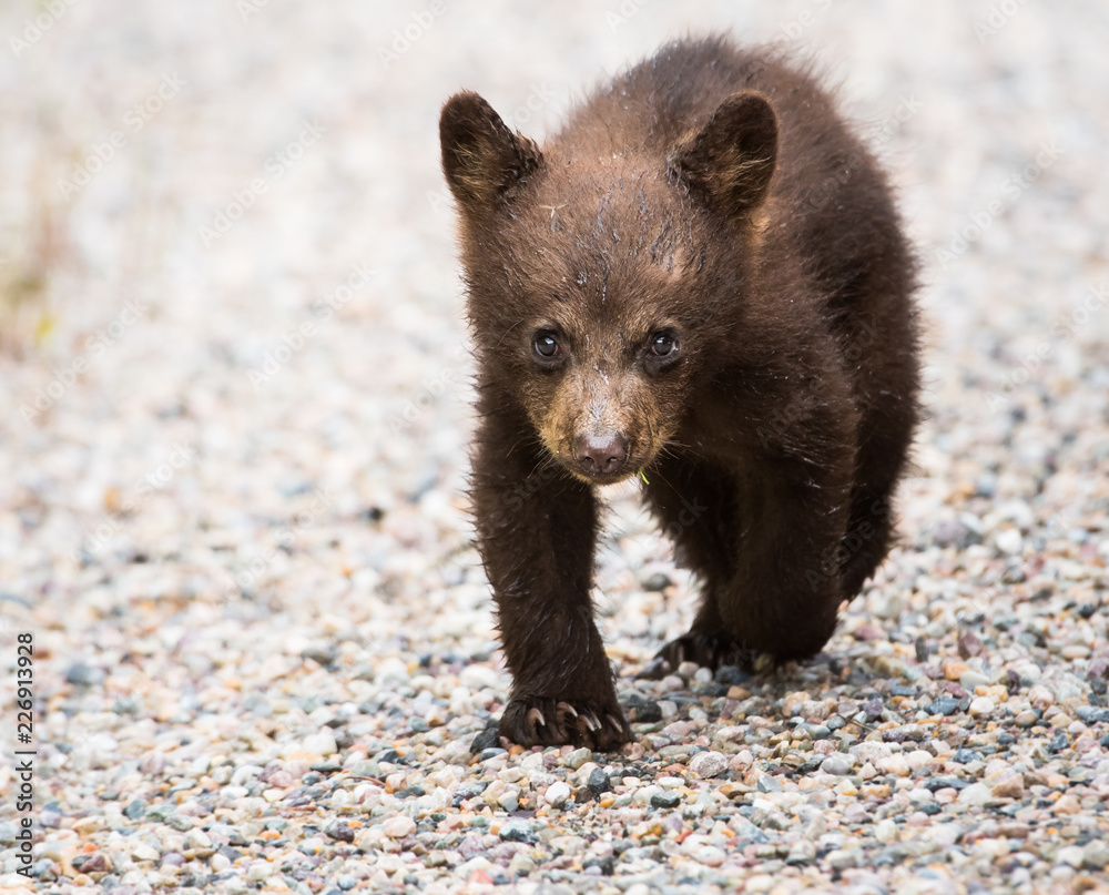 Fototapeta premium Black bear cub