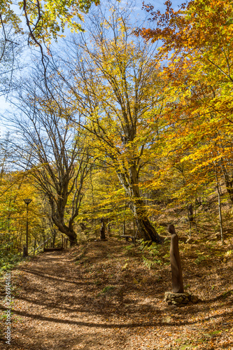 Amazing Fall Landscape with yellow Trees near Devil town in Radan Mountain, Serbia © Stoyan Haytov