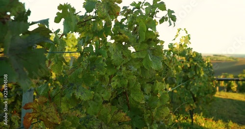 Grapevine during a sunny day caught in a wind, detail capture in slow motion. In the area of Moravian Tuscany. photo