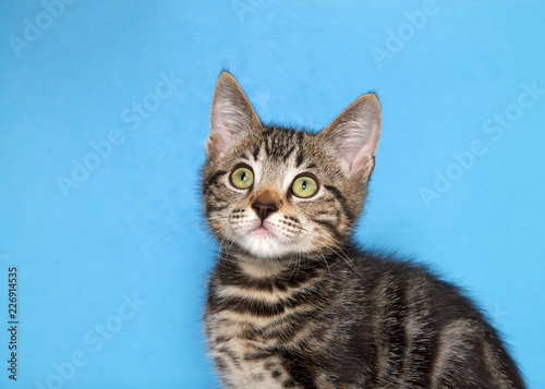 Close up portrait of one black and gray tabby kitten with green eyes looking up to viewers left, blue background