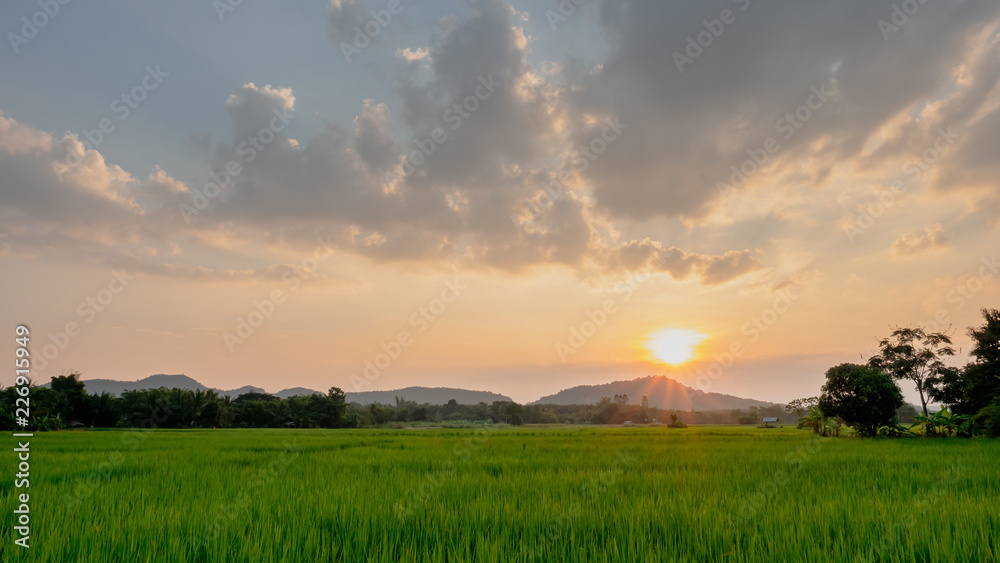 A peaceful rice field on sunrise sky background A peaceful rice field on sunrise sky background