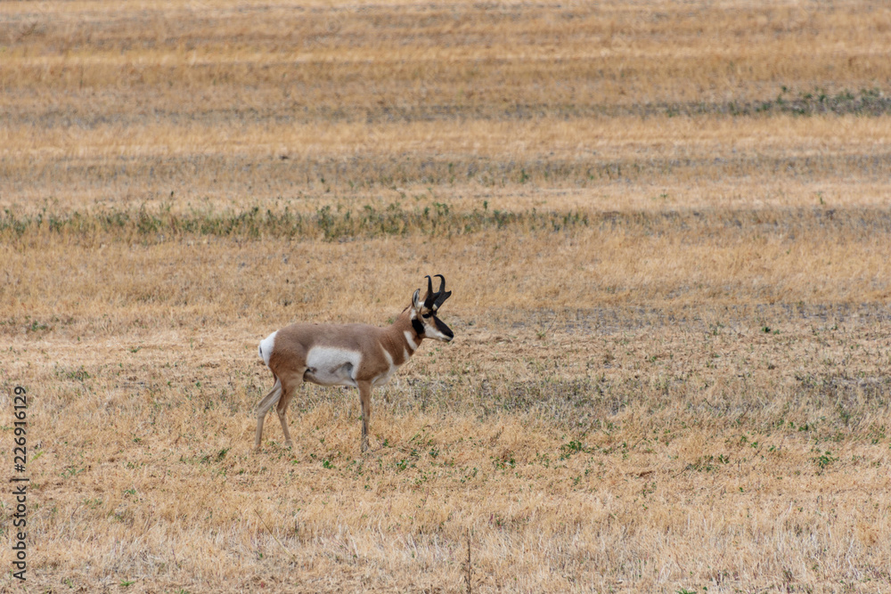 Naklejka premium buck pronghorn in field