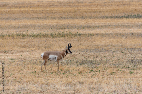  buck pronghorn in field