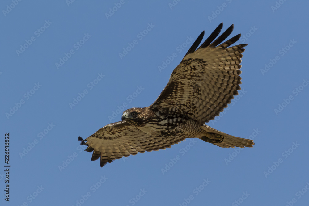 Hawk glides above California foothills