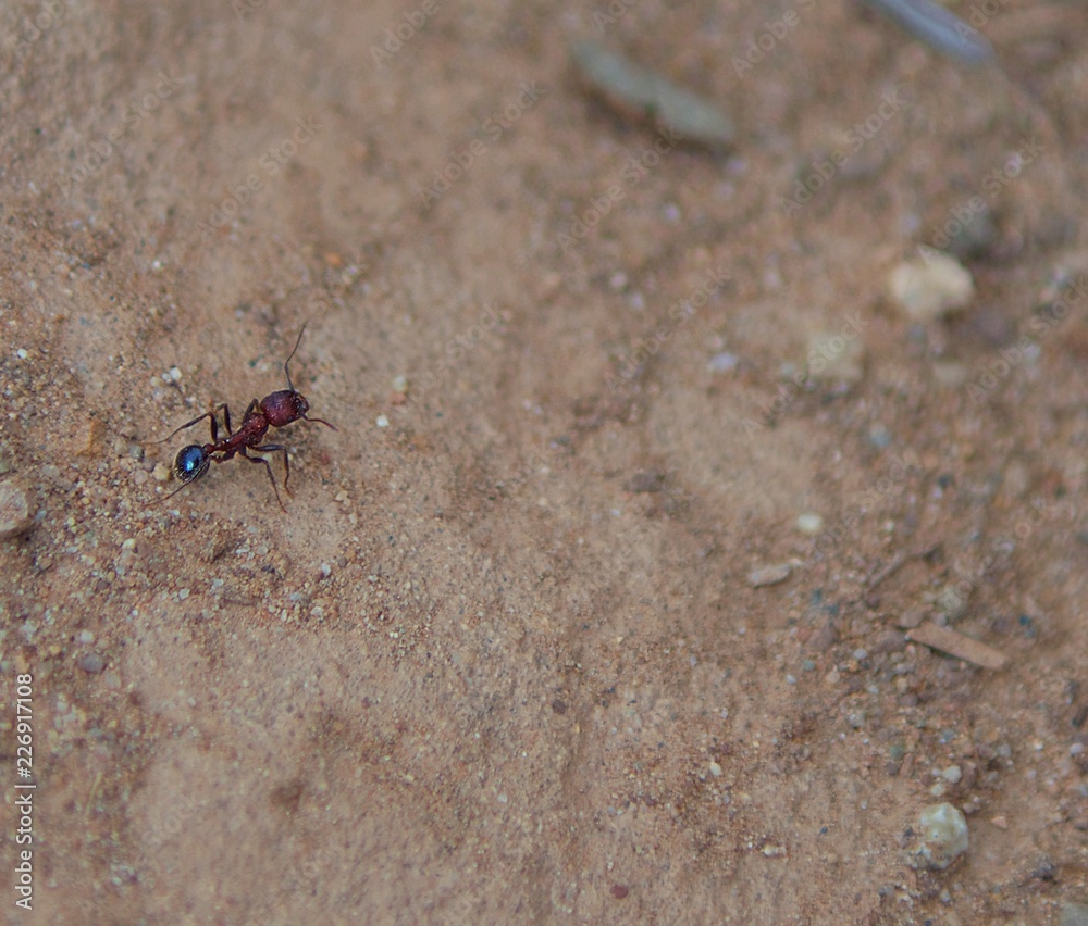Red Ant