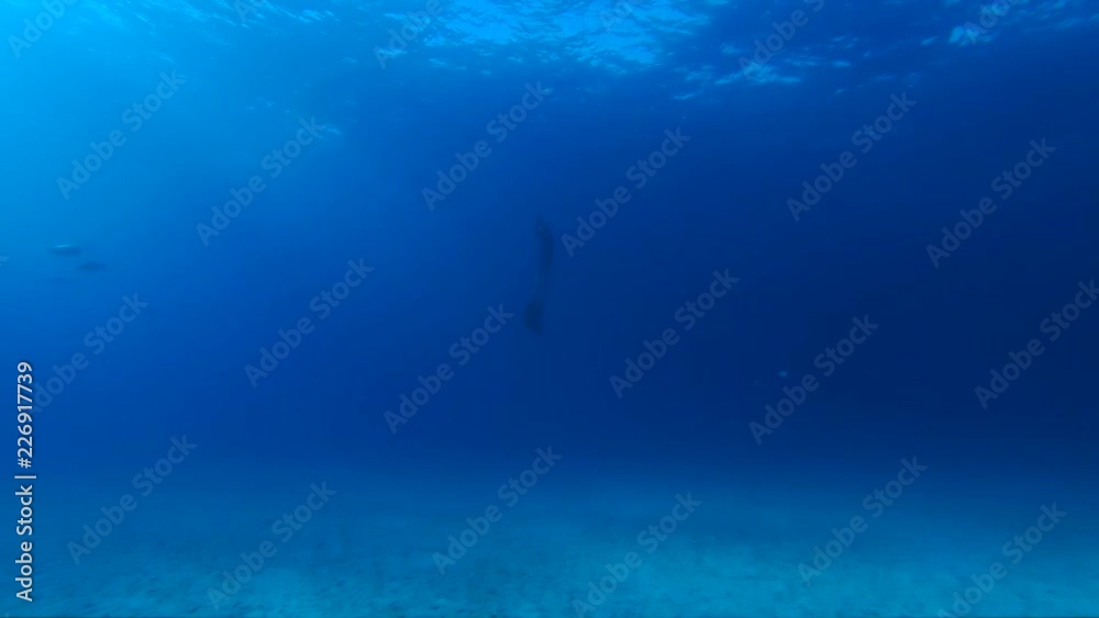 Slow motion, scuba diver swims to surface